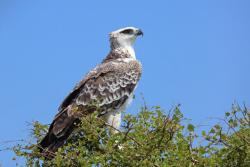 Kampfadler / Martial eagle / Polemaetus bellicosus.