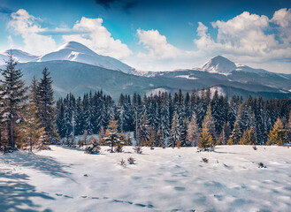 Fir tree forest on the background of two highest Ukrainian peaks. Stunning winter scene of...