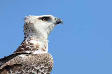 Kampfadler / Martial eagle / Polemaetus bellicosus.