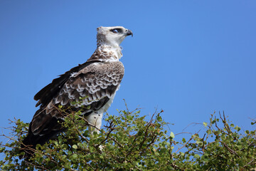 Kampfadler / Martial eagle / Polemaetus bellicosus.