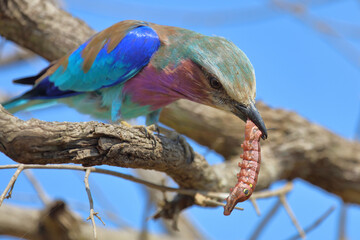 Gabelracke / Lilac-breasted roller / Coracias caudata..