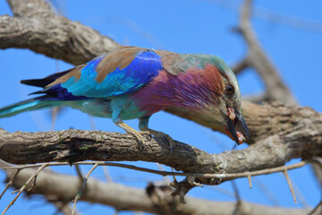 Gabelracke / Lilac-breasted roller / Coracias caudata..