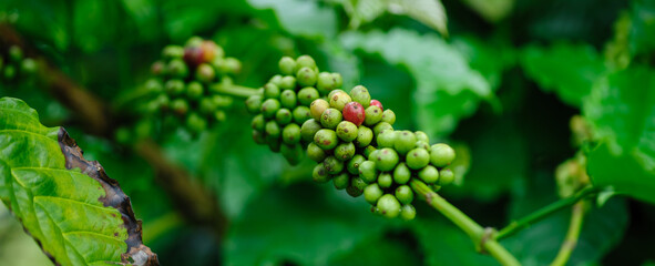 Coffee beans grow on tree