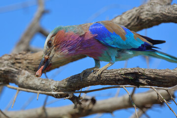 Gabelracke / Lilac-breasted roller / Coracias caudata..