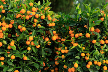 Chinese citrus  for a happy chinese new year's decoration