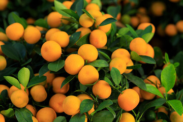 Chinese citrus  for a happy chinese new year's decoration