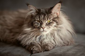 Fluffy Cat with Yellow Eyes2. Long-haired Cat Staring at the Camera