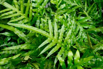 Fresh fern in nature