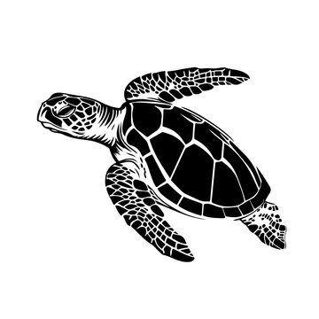 A detailed turtle outline