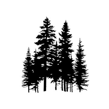 A group of pine trees