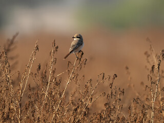 little bird stands on the branch in the desert 