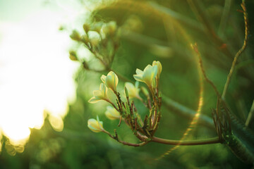 Plumeria flowers with rain water.Pink plumerias blooming on sunny day,Close-up of wet yellow plumeria flower,Close-up of yellow flowering plant