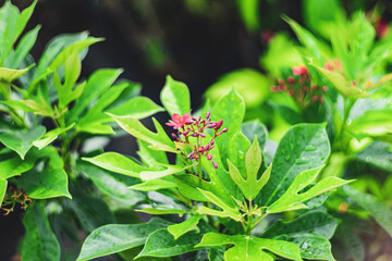  Jatropha is also promoted as an easy-to-grow biodiesel crop in hundreds of projects in India and some other developing countries.Spicy jatropha, also commonly known as peregrina 