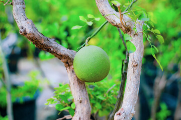 Close-up of wet fruits in wooden box by wall,Full frame shot of oranges in market,pomelo is a natural, non-hybrid, citrus fruit originating from Southeast Asia,Similar in flavor to sweet pomelo, 