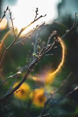 Ochna integerrima have flowers with five small petals, Ochna integerrima are called 