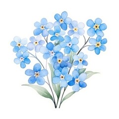 Forget-me-not flower watercolor illustration. Floral blooming blossom painting on white background