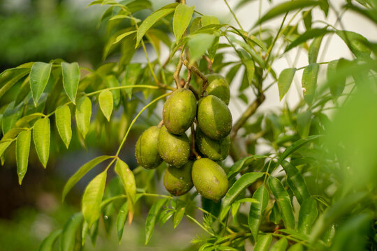 Tree of the species Spondias dulcis,Mombins Tree Fruit of the Genus Spondias ,Ambarella is lined with green and brown hues,English Plum Plant of the species Spondias dulcis with selective focus