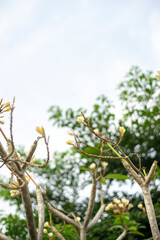 Cropped hand holding plumeria,Close-up of flowers blooming,Close-up of plumeria on white pebbles,Close-up of white plumeria flowers
