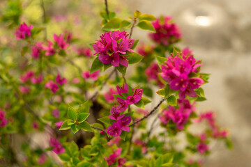 Close-up of pink bougainvillea flower, Close-up of yellow flowering plant,Closeup Group of Yellow Bougainvillea Flowers Isolated on Background,