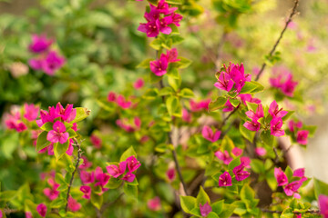 Close-up of pink bougainvillea flower, Close-up of yellow flowering plant,Closeup Group of Yellow Bougainvillea Flowers Isolated on Background,