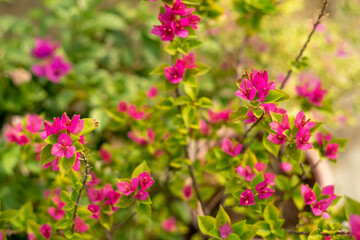Close-up of pink bougainvillea flower, Close-up of yellow flowering plant,Closeup Group of Yellow...