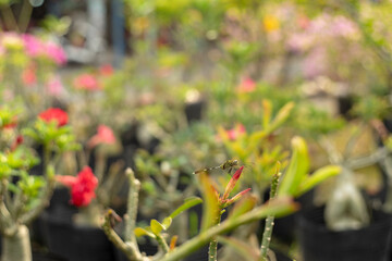 Plumeria flowers with rain water.Pink plumerias blooming on sunny day