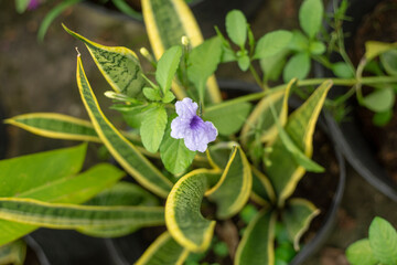 Centrosema virginianum,.Flowers of Centrosema virginianum, are highly specialized, with an inverted (resupinate) banner to accommodate pollinators (bees).