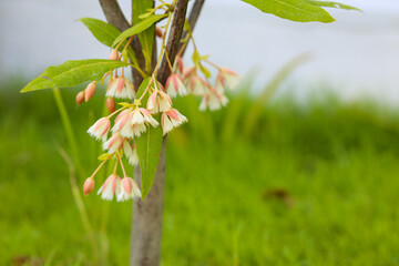 Elaeocarpus grandiflorus Sm. flowers blooming in a garden.  - obrazy, fototapety, plakaty