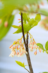 Elaeocarpus grandiflorus Sm. flowers blooming in a garden. 