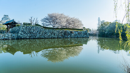 reflection of trees in the pond