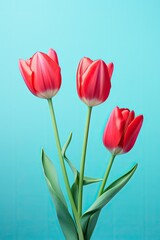 Beautiful red tulips in a vase
