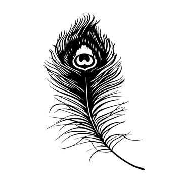 Peacock Feather Logo Monochrome Design Style