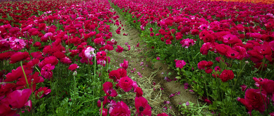 Micro field cyan red ranunculus flowers near San Diego California United States