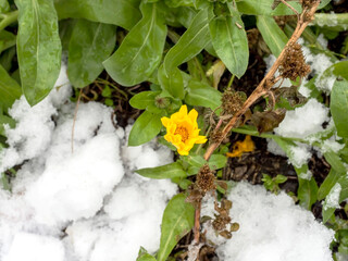 flowers covered with the first snow