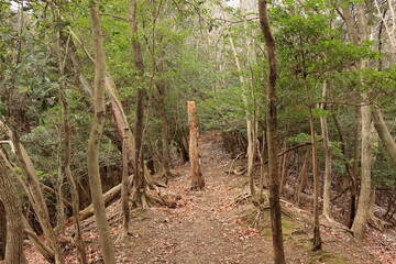 登山道の立ち木