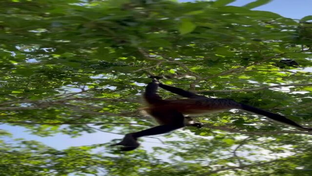 Hermosos mono ara&ntilde;a en las ruinas de Calakmul