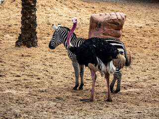 ostrich and zebra in the zoo © samsusam