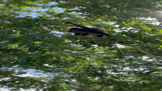 Hermosos mono ara&ntilde;a en las ruinas de Calakmul