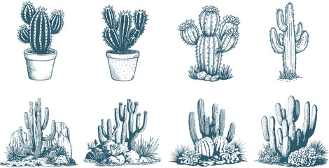 Set of cactus vintage sketch, engraving illustration - obrazy, fototapety, plakaty