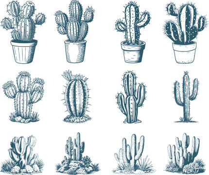 Set of cactus vintage sketch, engraving illustration