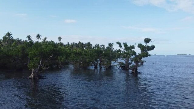 Coastal mangrove trees in seawater, close Drone dolly