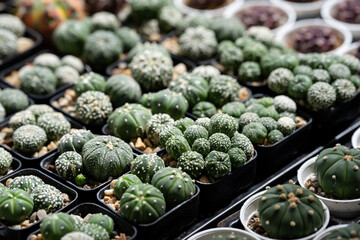Astrophytum Asteria Super Kabuto cactus in bulk display at local plant nursery