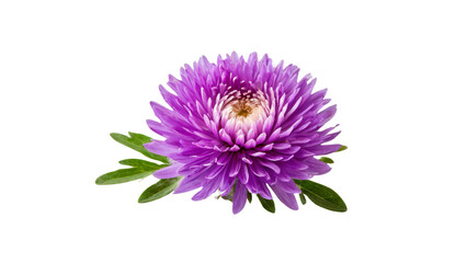Purple flower isolated on transparent
