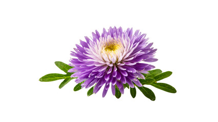 Purple flower isolated on transparent
