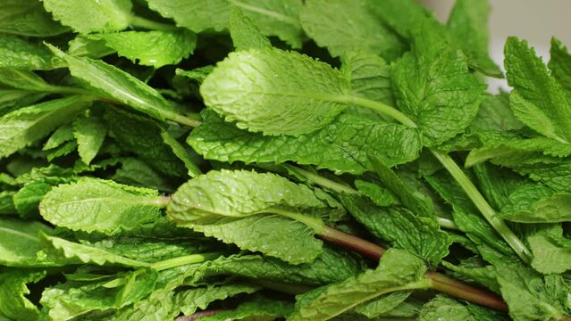 Green leaves of fresh fragrant mint with water drops close-up