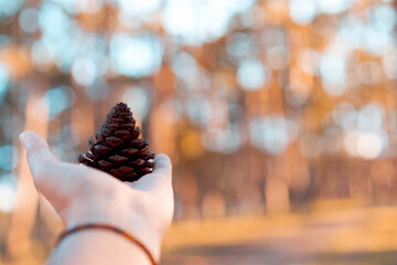hand holding pinecone with blurred bokeh background of pine forest, teel and orange tone