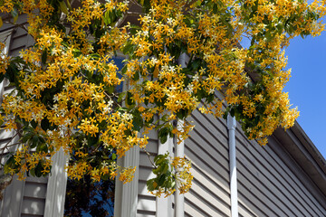 Yellow flowers in front of Victorian wooden house at Richmond road. Auckland New Zealand. 