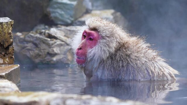 Closeup of monkey Face in Hot Spring Slow Motion Video
