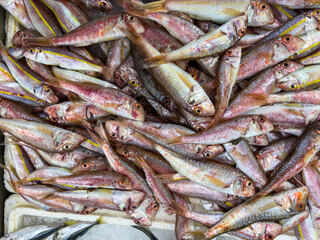 Top view of raw red mullet fish on ice on display at seafood fish market