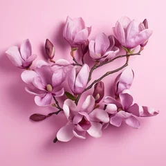 Foto op Canvas purple magnolia flowers Magnolia Felix isolated on pink background © Jeerawut